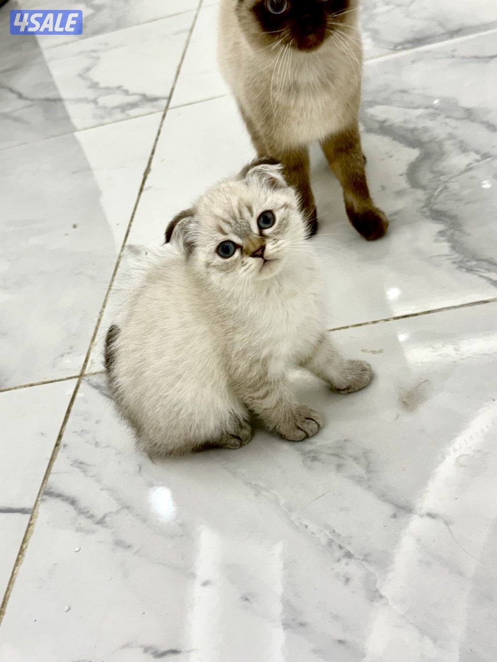 للبيع سكوتش فولد9