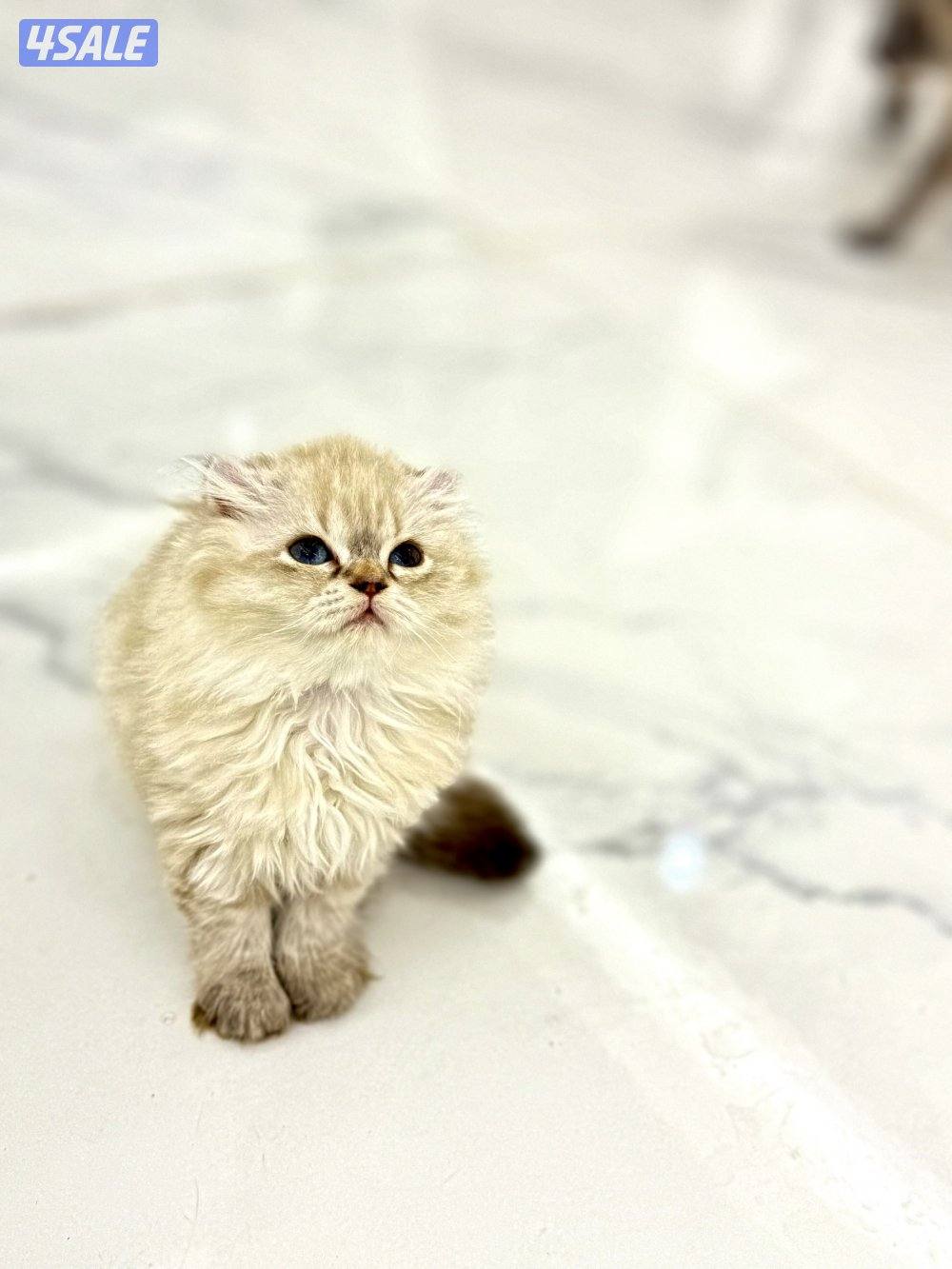 للبيع سكوتش فولد10