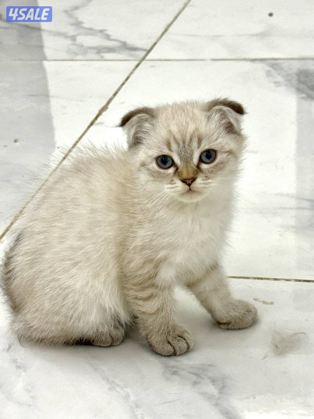 للبيع سكوتش فولد11