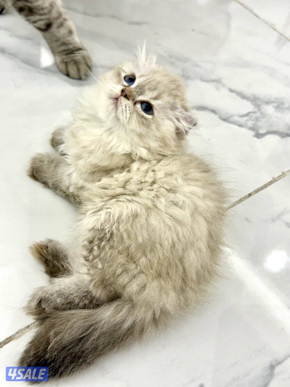 للبيع سكوتش فولد12