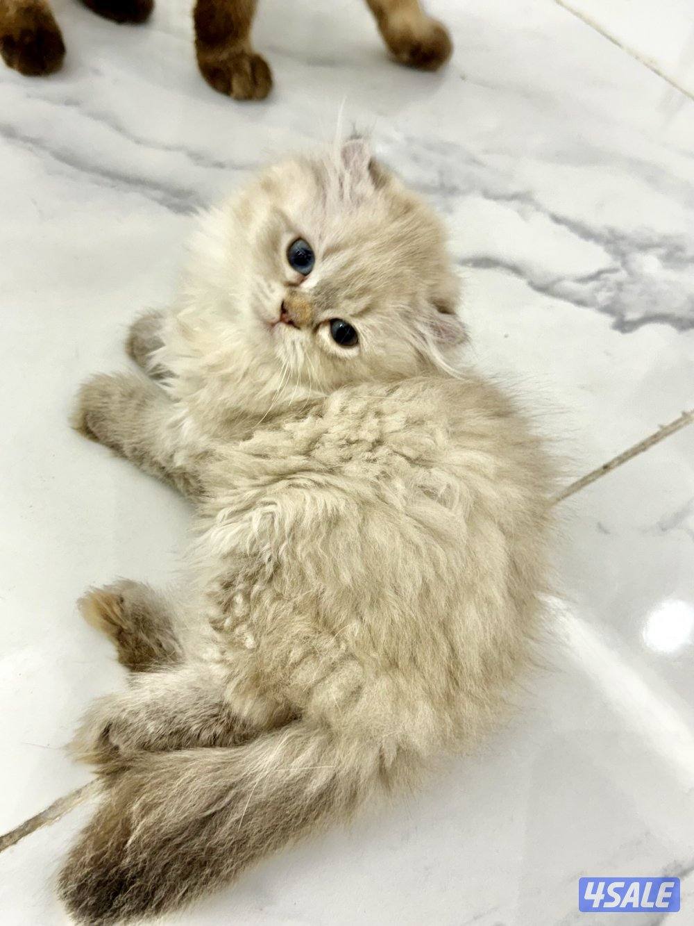 للبيع سكوتش فولد13