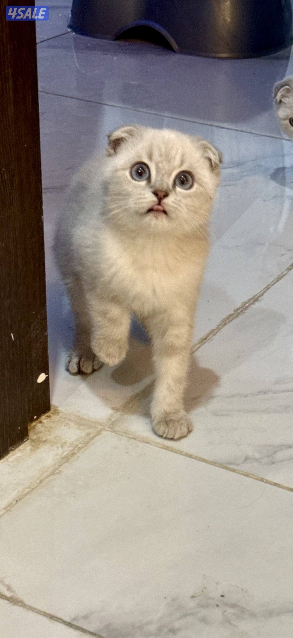 للبيع سكوتش فولد14