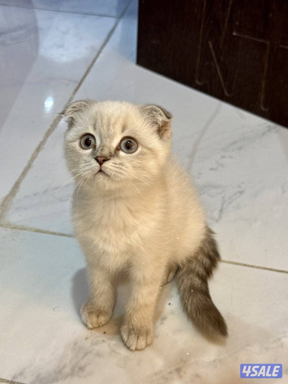 للبيع سكوتش فولد15