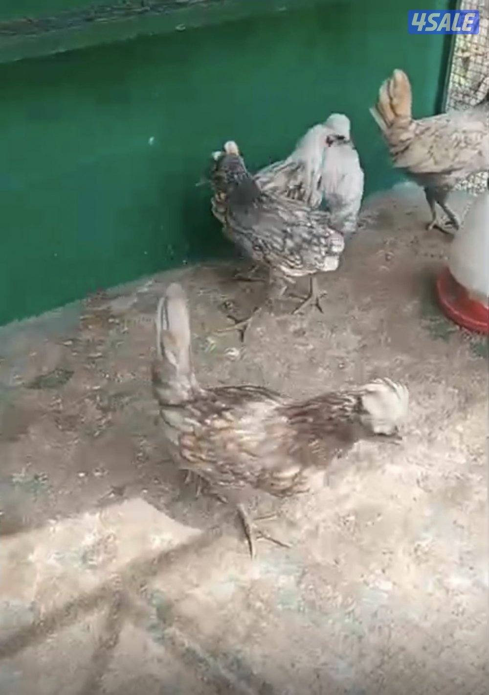 للبيع مجموعة حباحب  مع ١٩فرخ0