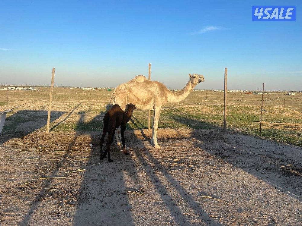 شبك الاذاعه كبد1