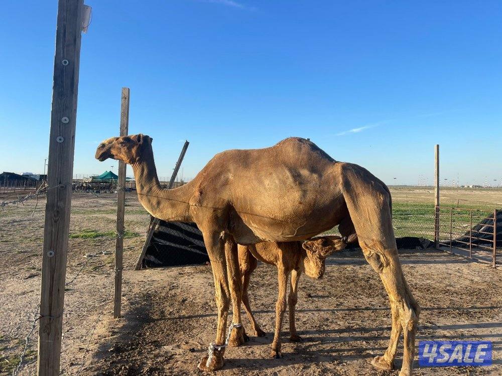 شبك الاذاعه كبد0