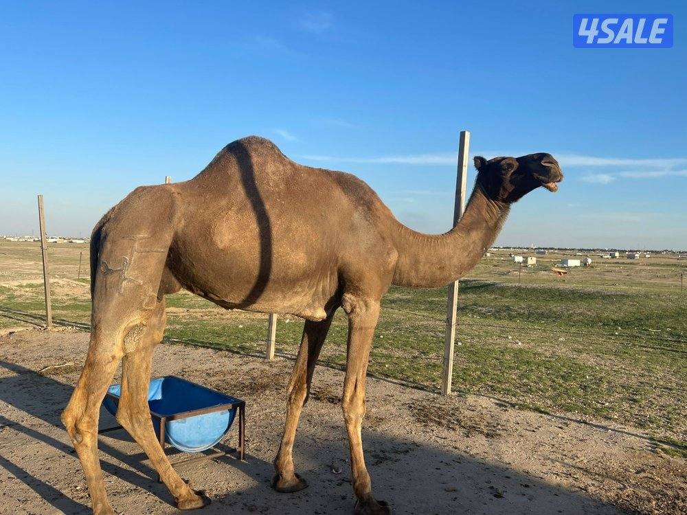 شبك الاذاعه كبد2