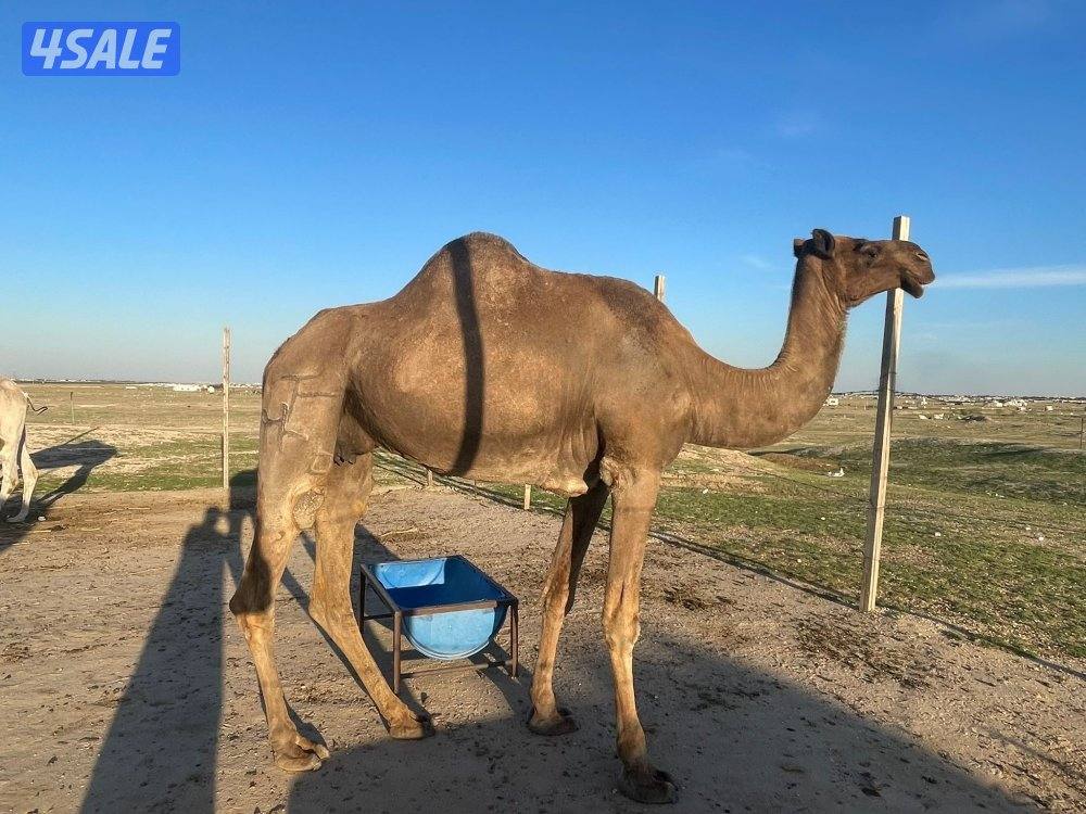 شبك الاذاعه كبد3