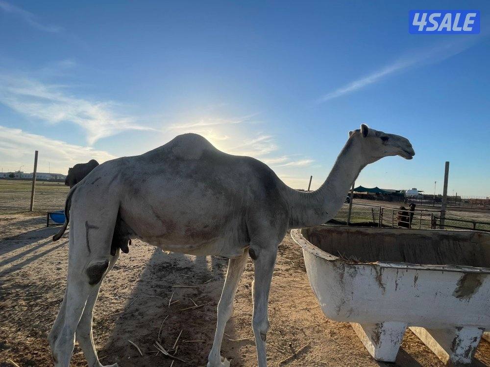 شبك الاذاعه كبد5