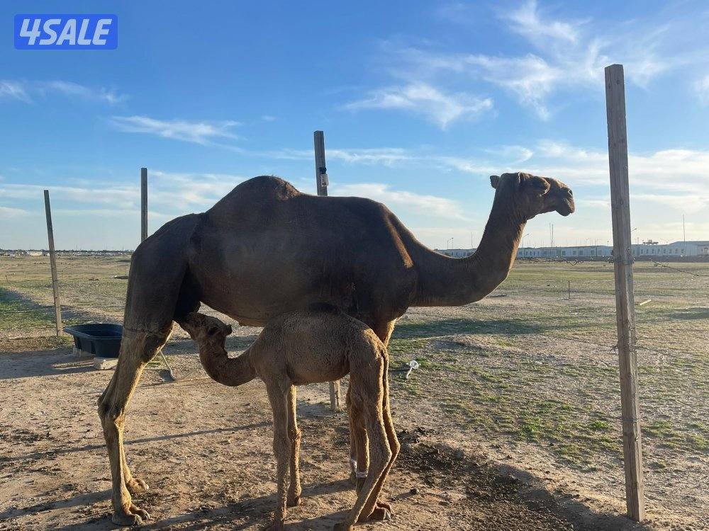 شبك الاذاعه كبد4