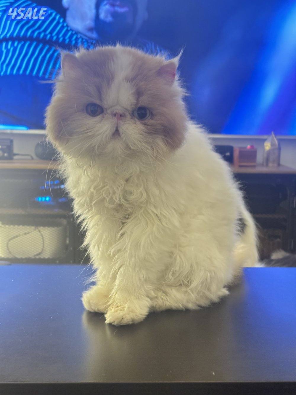 للتبني بيرشن0