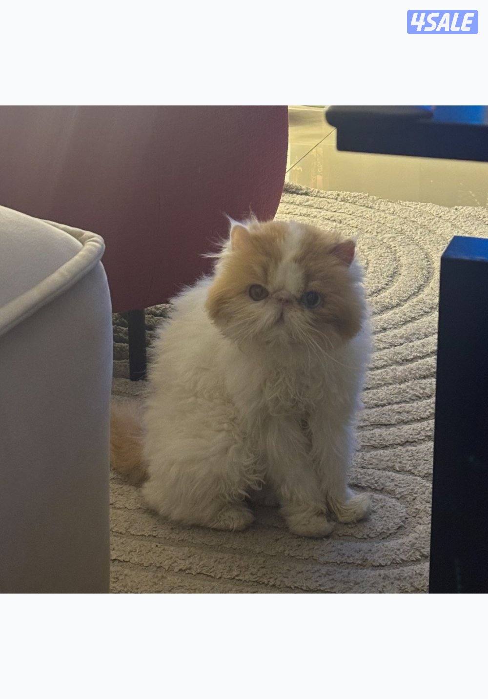 للتبني بيرشن1