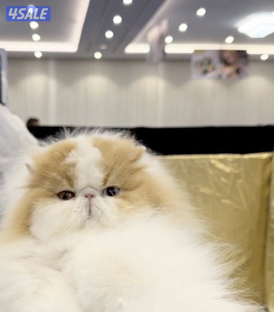 للتبني بيرشن2