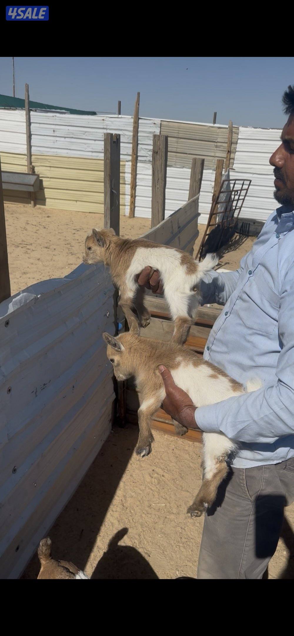 جيكيات صغار للجهال0