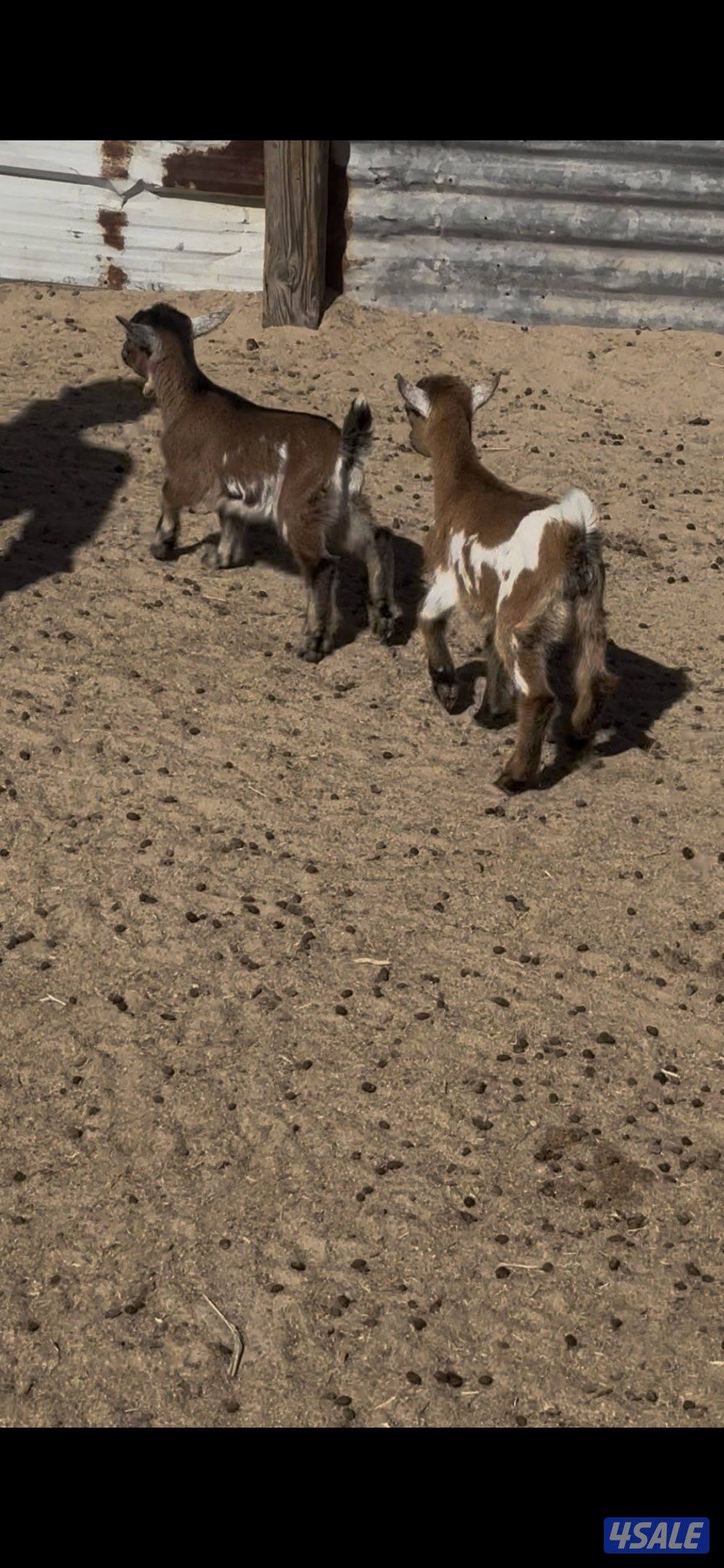 جيكيات صغار للجهال1