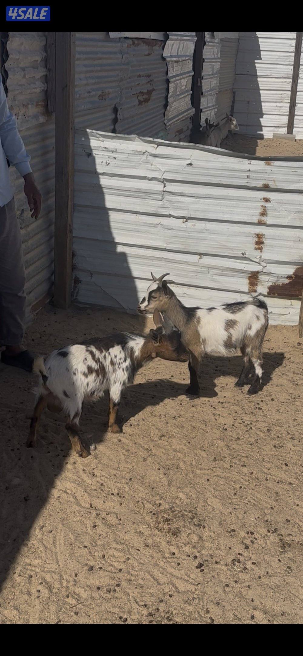 جيكيات صغار للجهال2