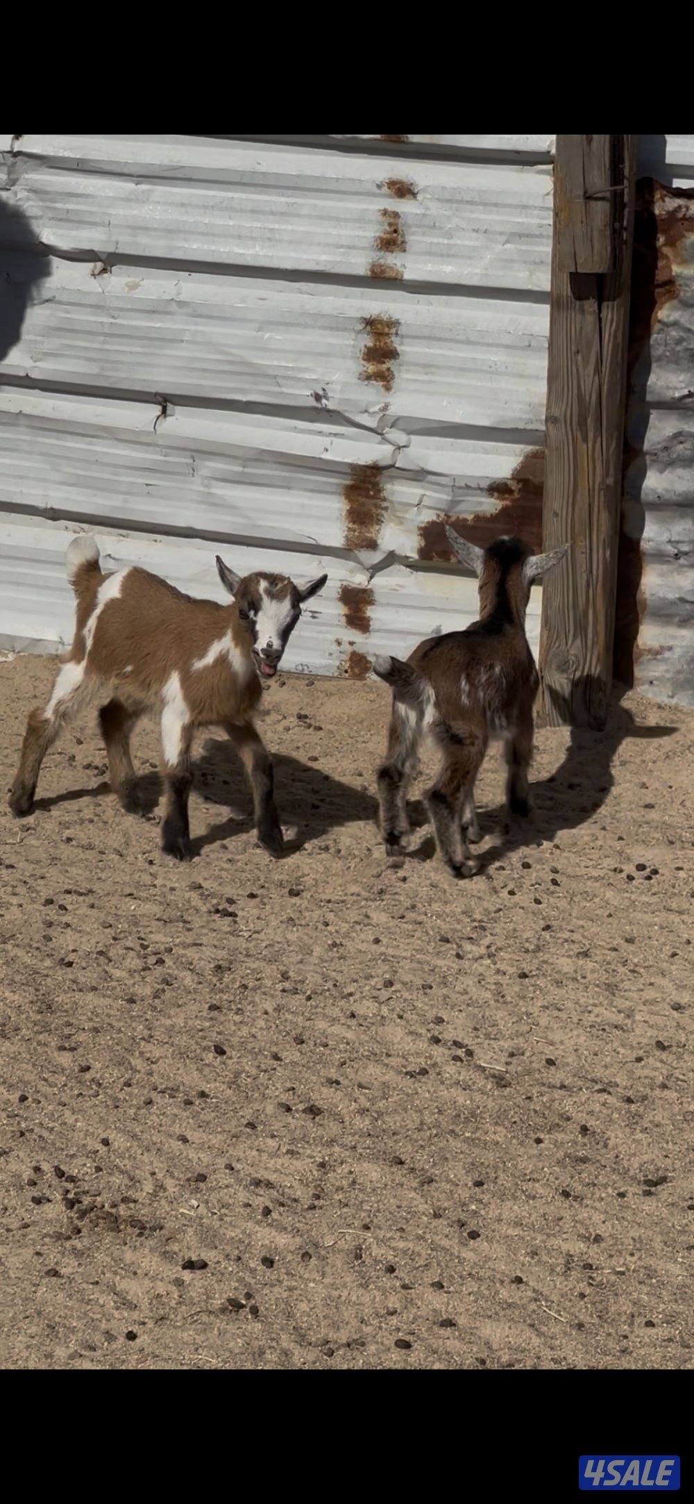 جيكيات صغار للجهال3