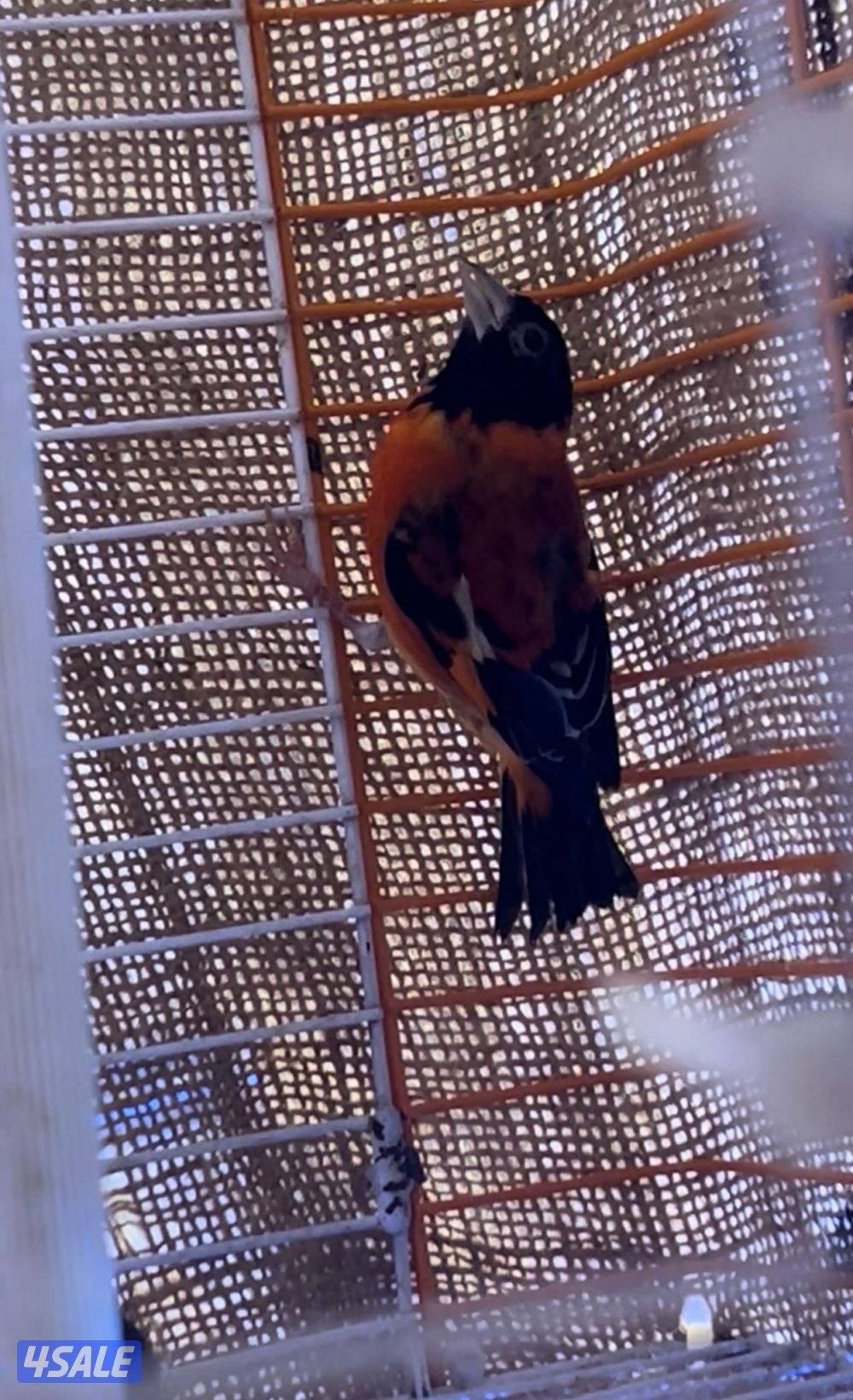 سسكن زوج ذكر و نثيه ثاني بطن لهم0