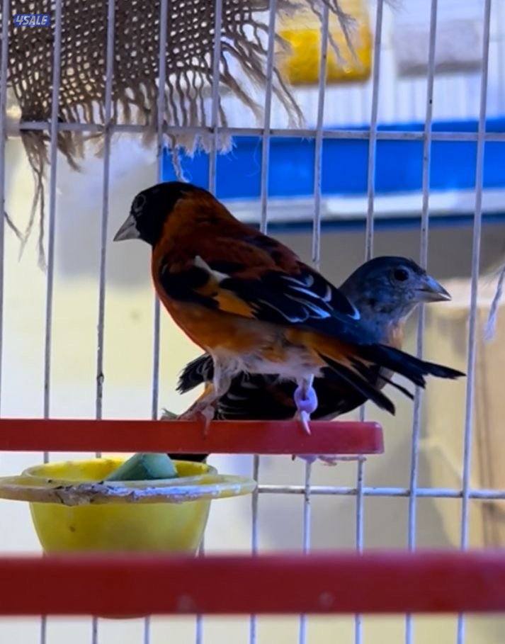 سسكن زوج ذكر و نثيه ثاني بطن لهم1