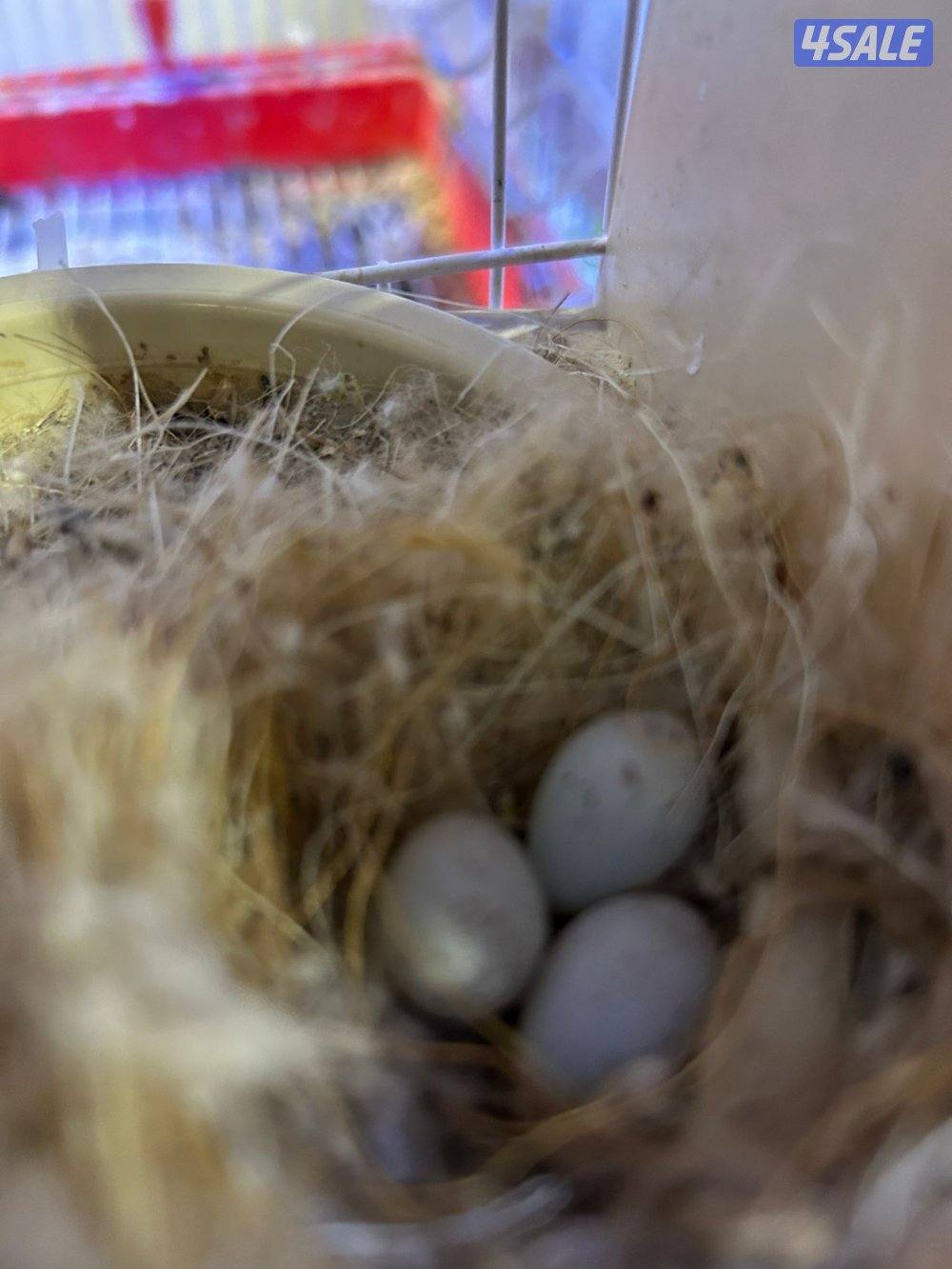 سسكن زوج ذكر و نثيه ثاني بطن لهم2