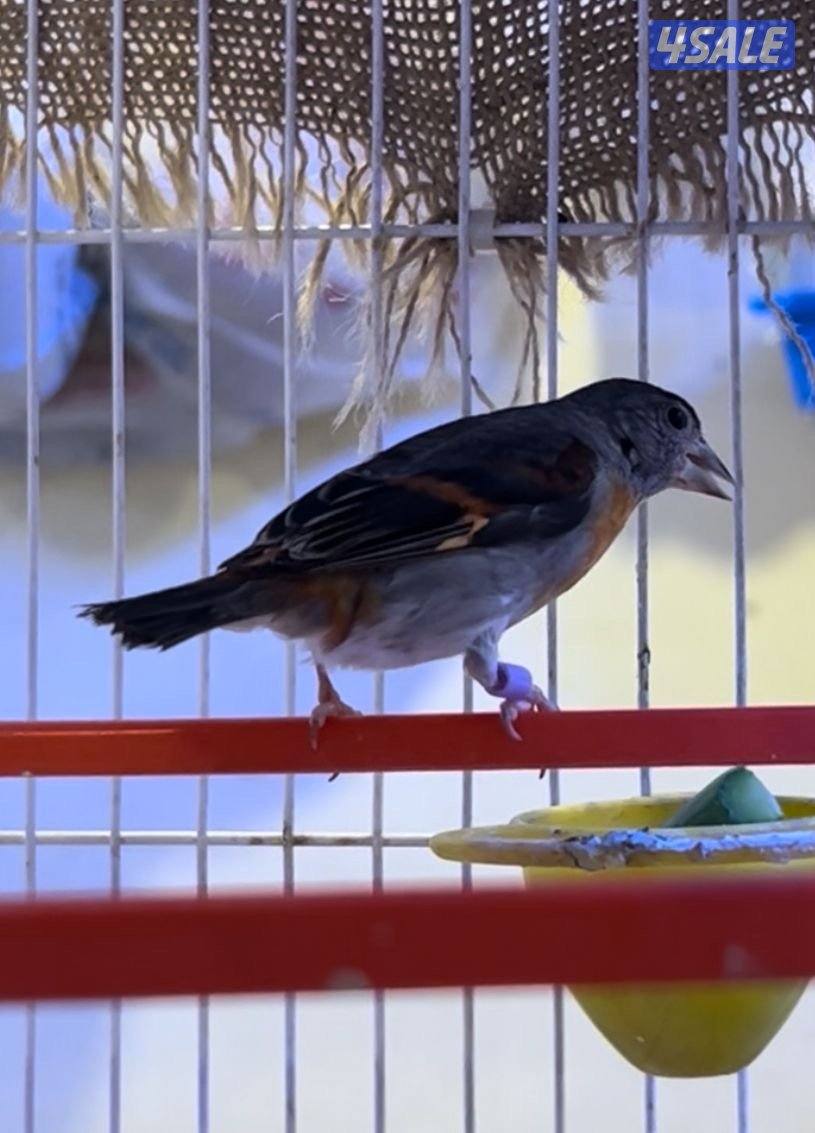 سسكن زوج ذكر و نثيه ثاني بطن لهم3