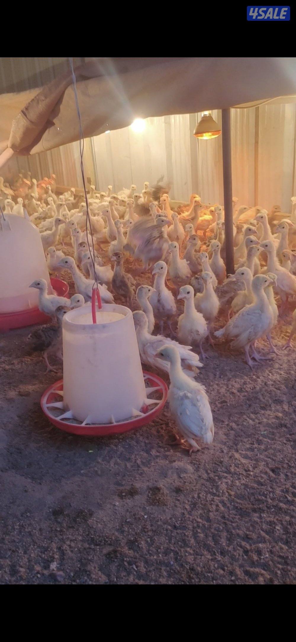 للبيع صيصان رومي0