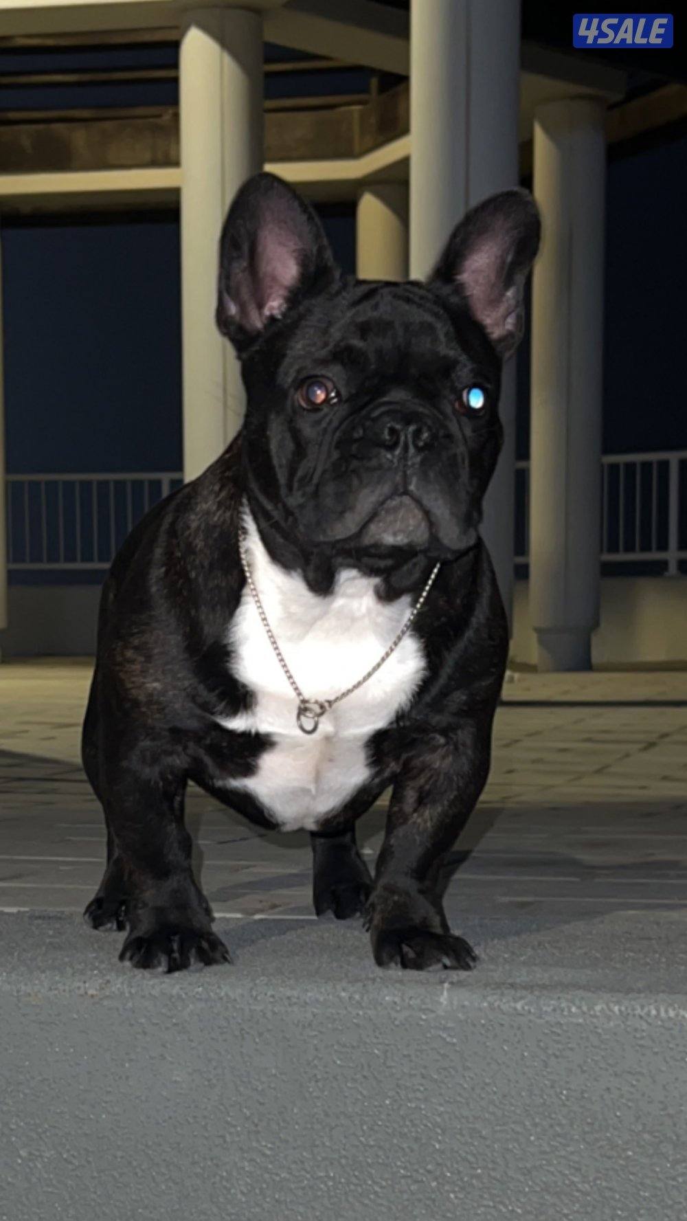 ذكر  مستوى  طيب العمر ٨ شهور0