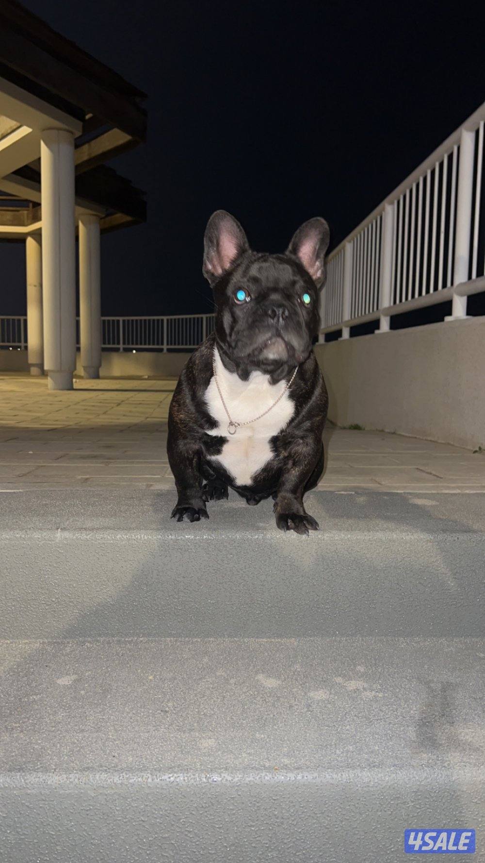 ذكر  مستوى  طيب العمر ٨ شهور1