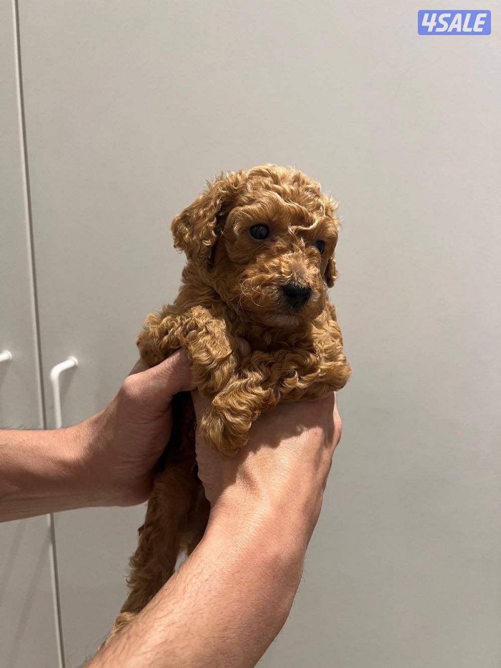 البيع توي بودل1