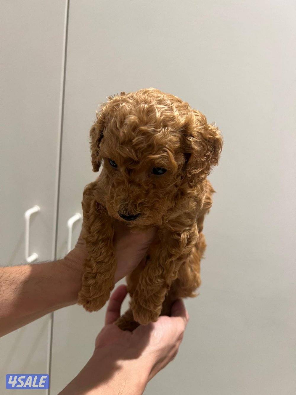 البيع توي بودل2