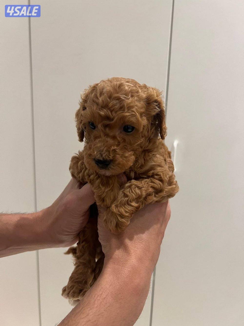 البيع توي بودل3