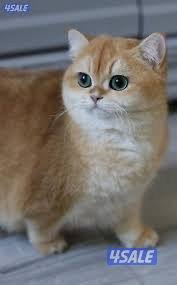 اللي ضايع له ny12 قولد0