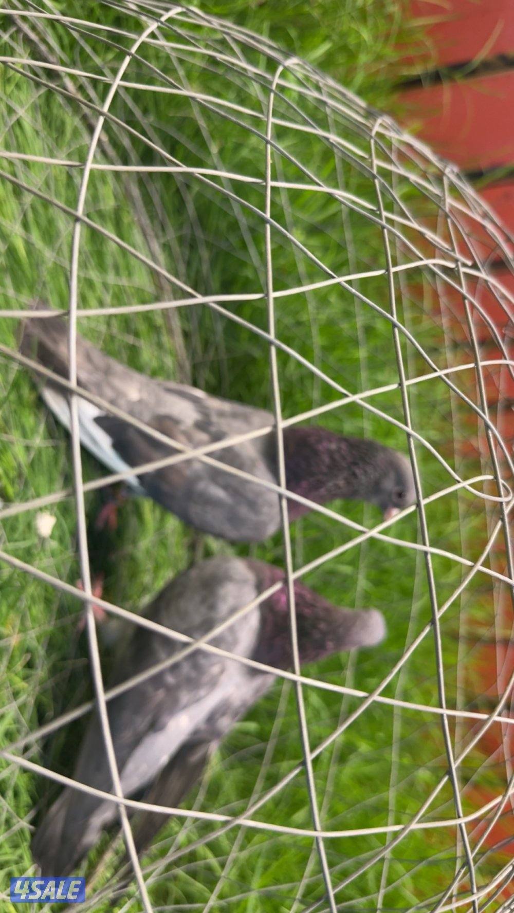 ازواج وقواق صنعاوي شبب الي له خاطر تواصل واتساب فقط ٩٩٩،٣٢٣،٠١0