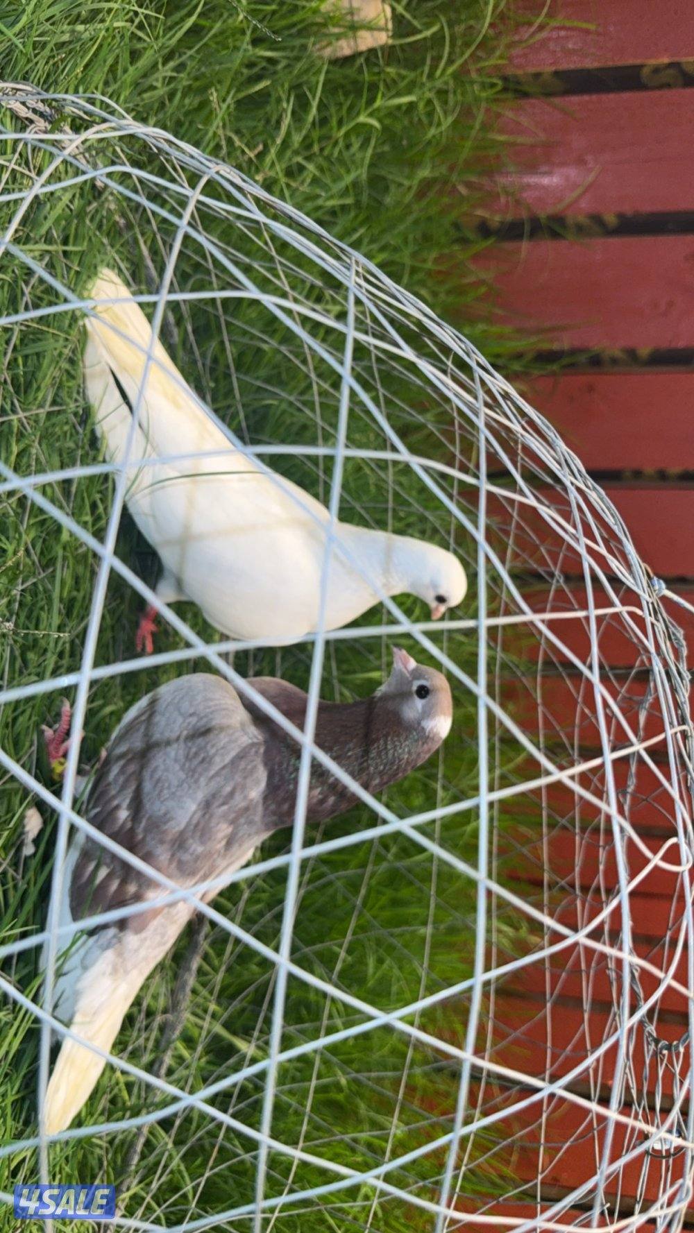 ازواج وقواق صنعاوي شبب الي له خاطر تواصل واتساب فقط ٩٩٩،٣٢٣،٠١1