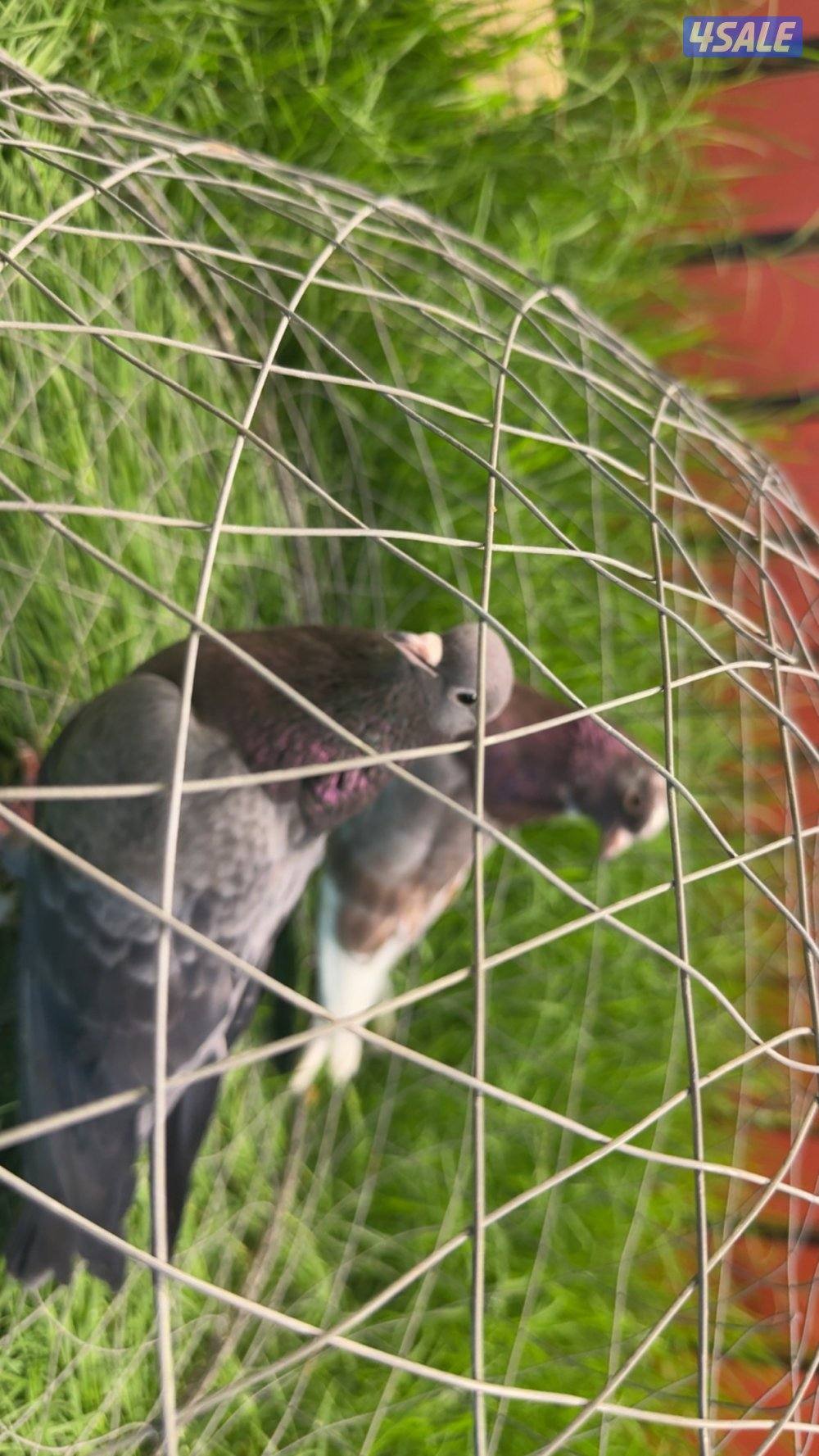 ازواج وقواق صنعاوي شبب الي له خاطر تواصل واتساب فقط ٩٩٩،٣٢٣،٠١2