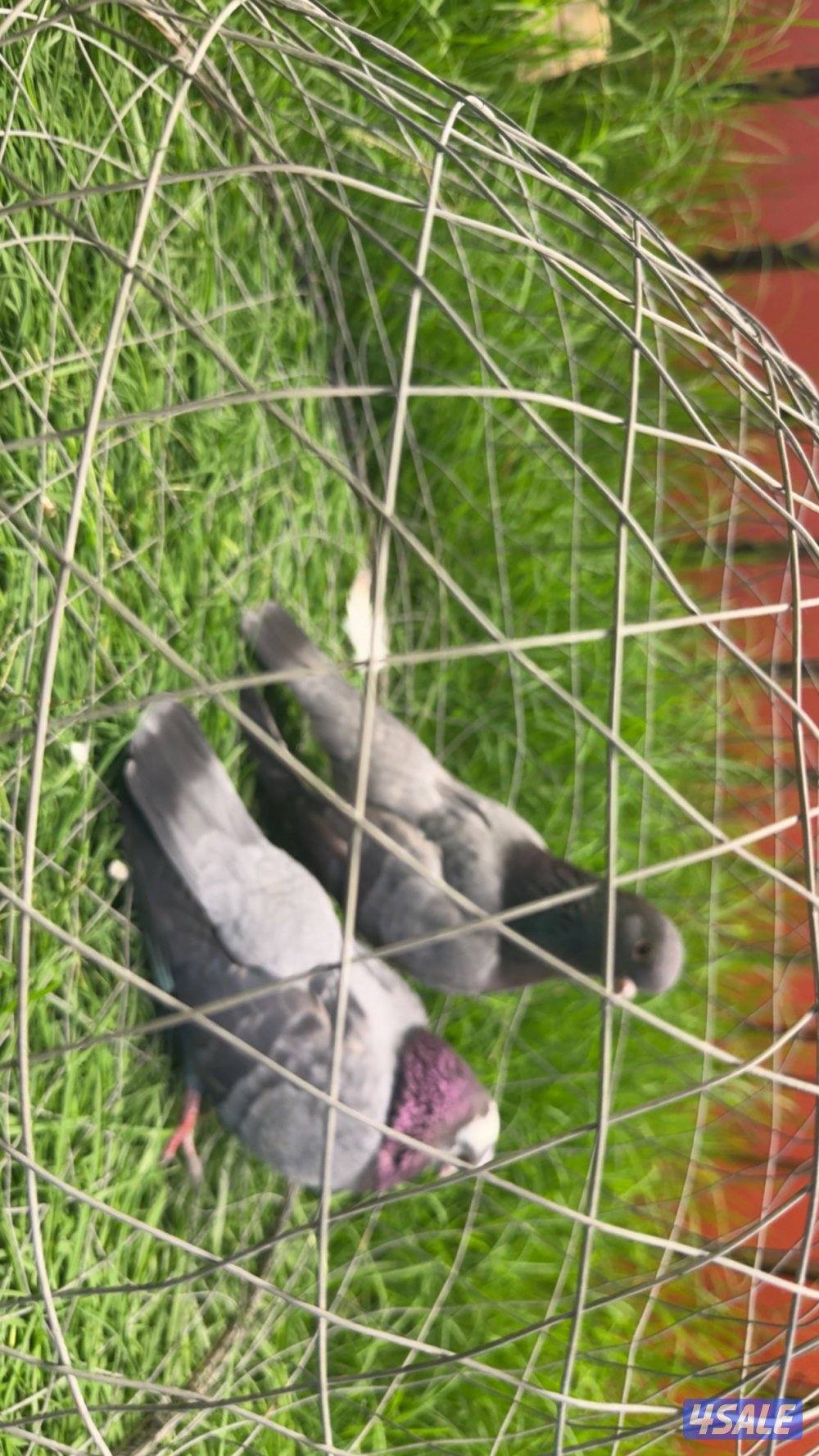 ازواج وقواق صنعاوي شبب الي له خاطر تواصل واتساب فقط ٩٩٩،٣٢٣،٠١3