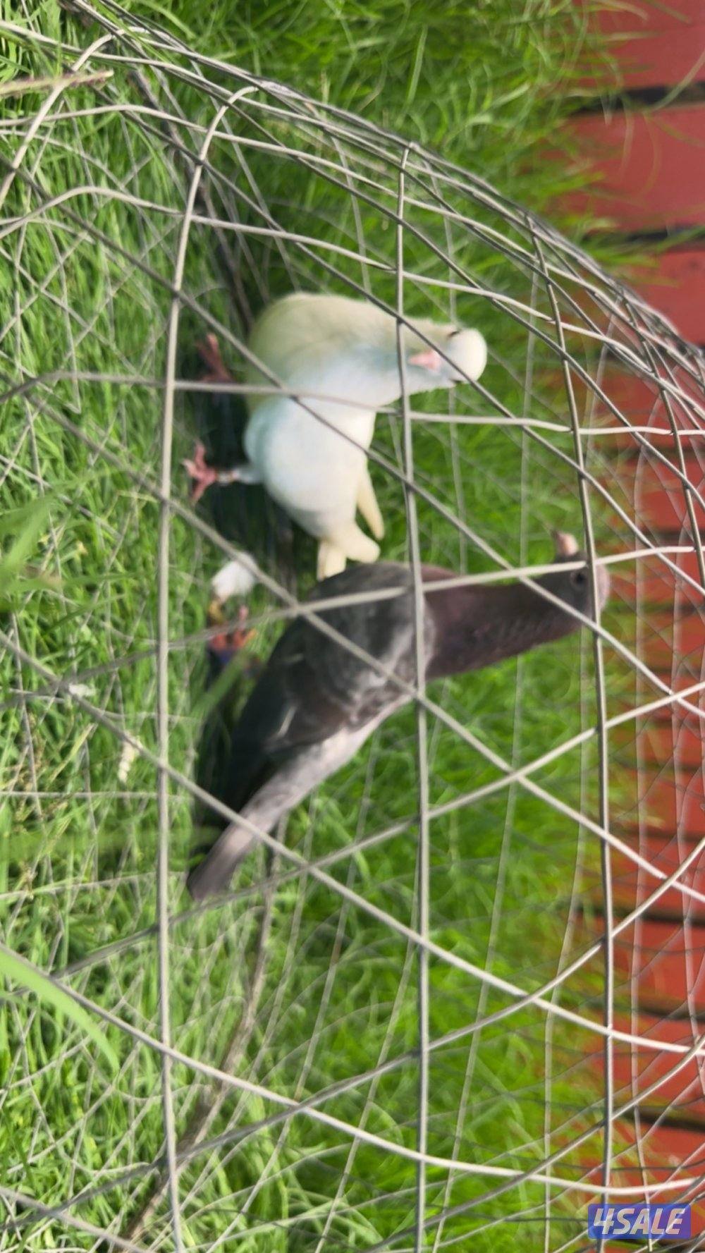 ازواج وقواق صنعاوي شبب الي له خاطر تواصل واتساب فقط ٩٩٩،٣٢٣،٠١4