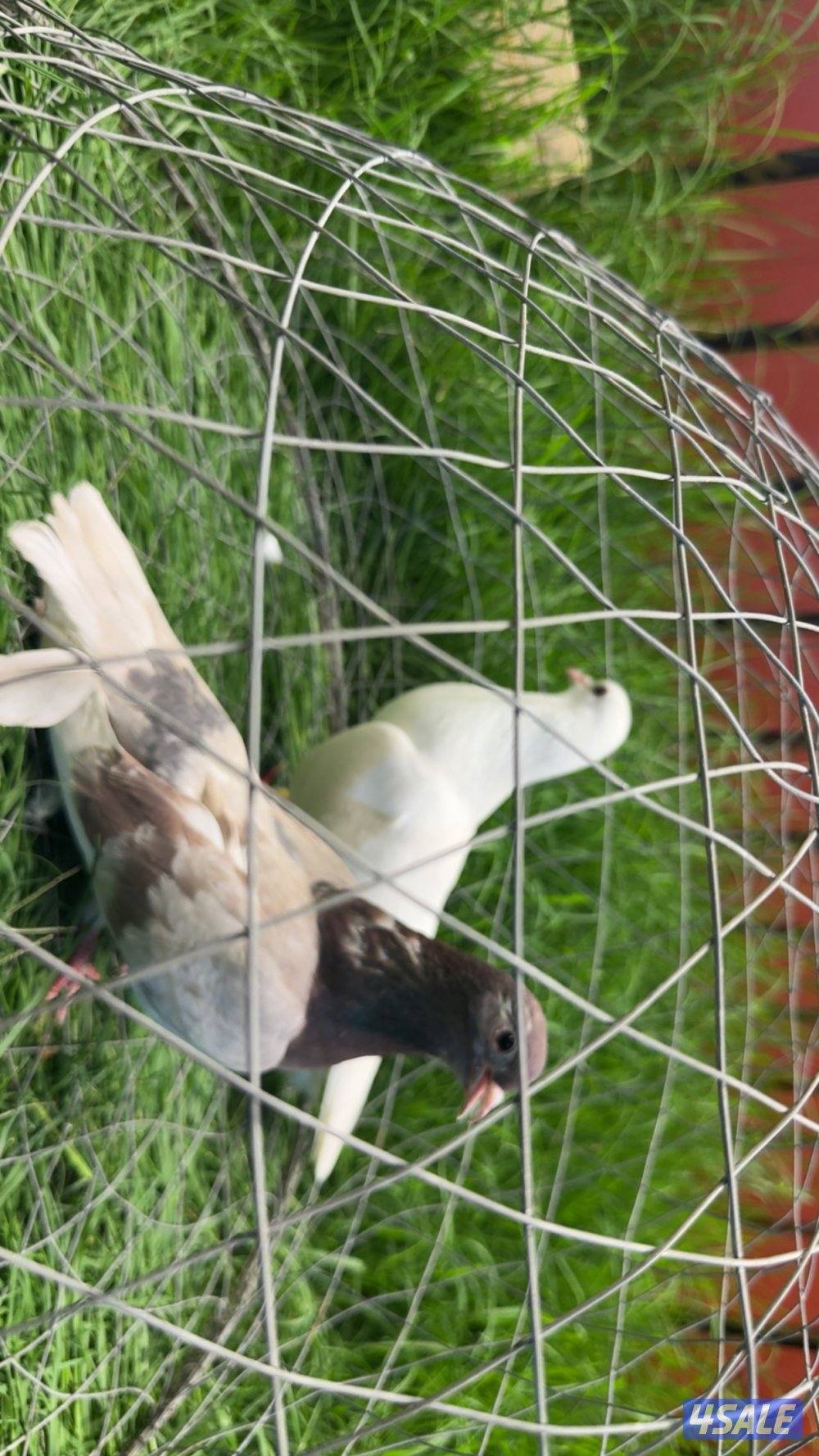 ازواج وقواق صنعاوي شبب الي له خاطر تواصل واتساب فقط ٩٩٩،٣٢٣،٠١5