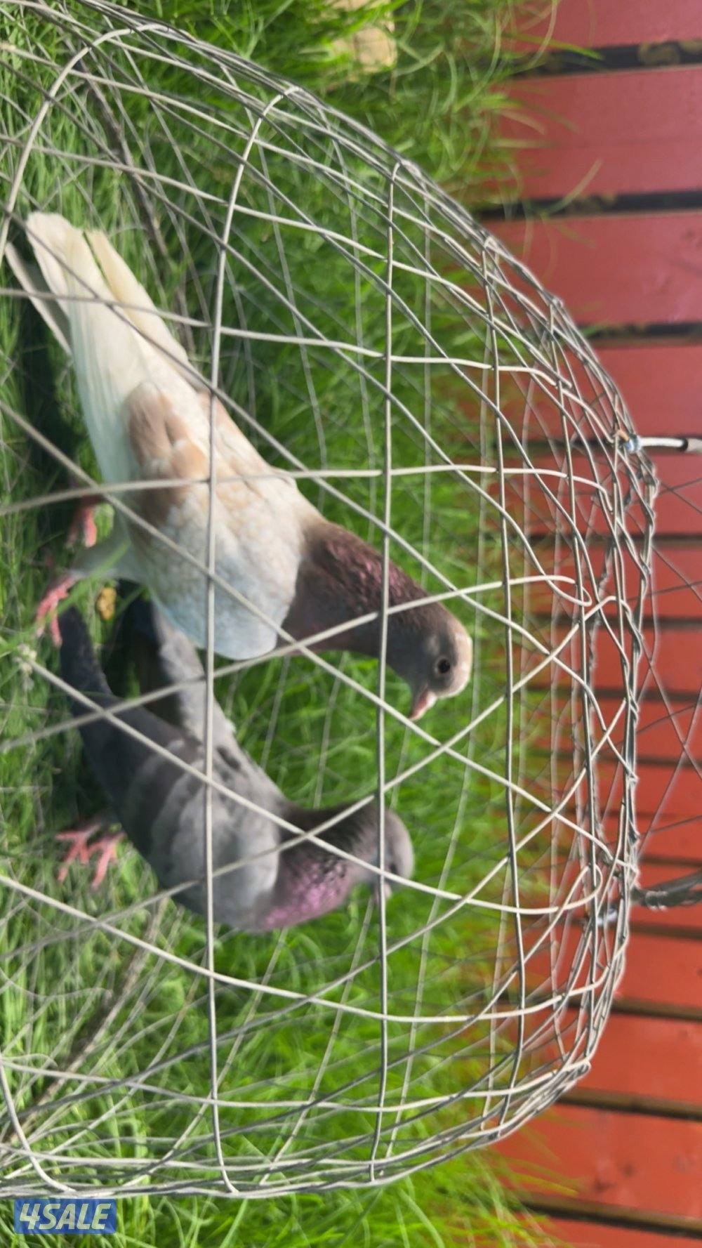 ازواج وقواق صنعاوي شبب الي له خاطر تواصل واتساب فقط ٩٩٩،٣٢٣،٠١6