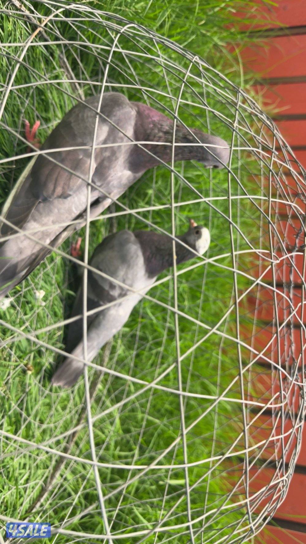 ازواج وقواق صنعاوي شبب الي له خاطر تواصل واتساب فقط ٩٩٩،٣٢٣،٠١7