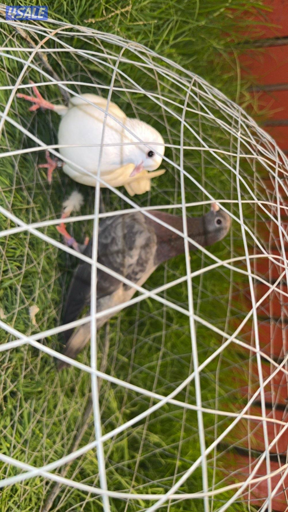 ازواج وقواق صنعاوي شبب الي له خاطر تواصل واتساب فقط ٩٩٩،٣٢٣،٠١8