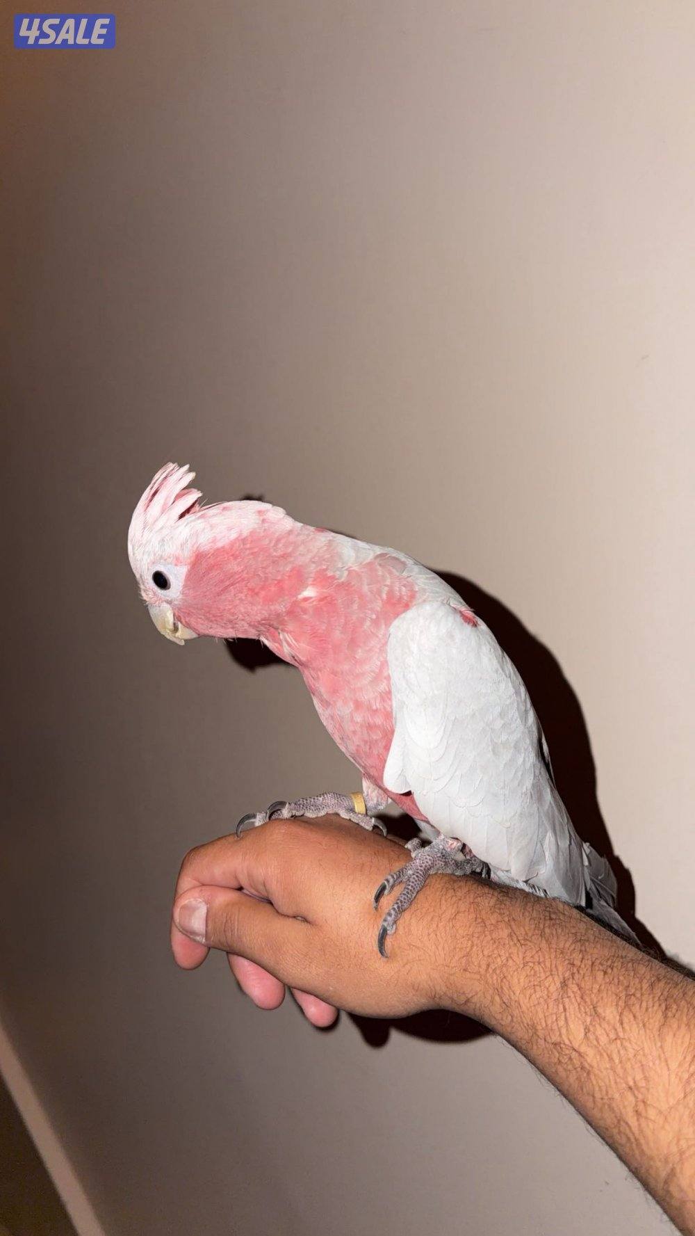 للبيع كوكاتو قالا نثيه عمرها٦ شهور تقريبا ربوه0