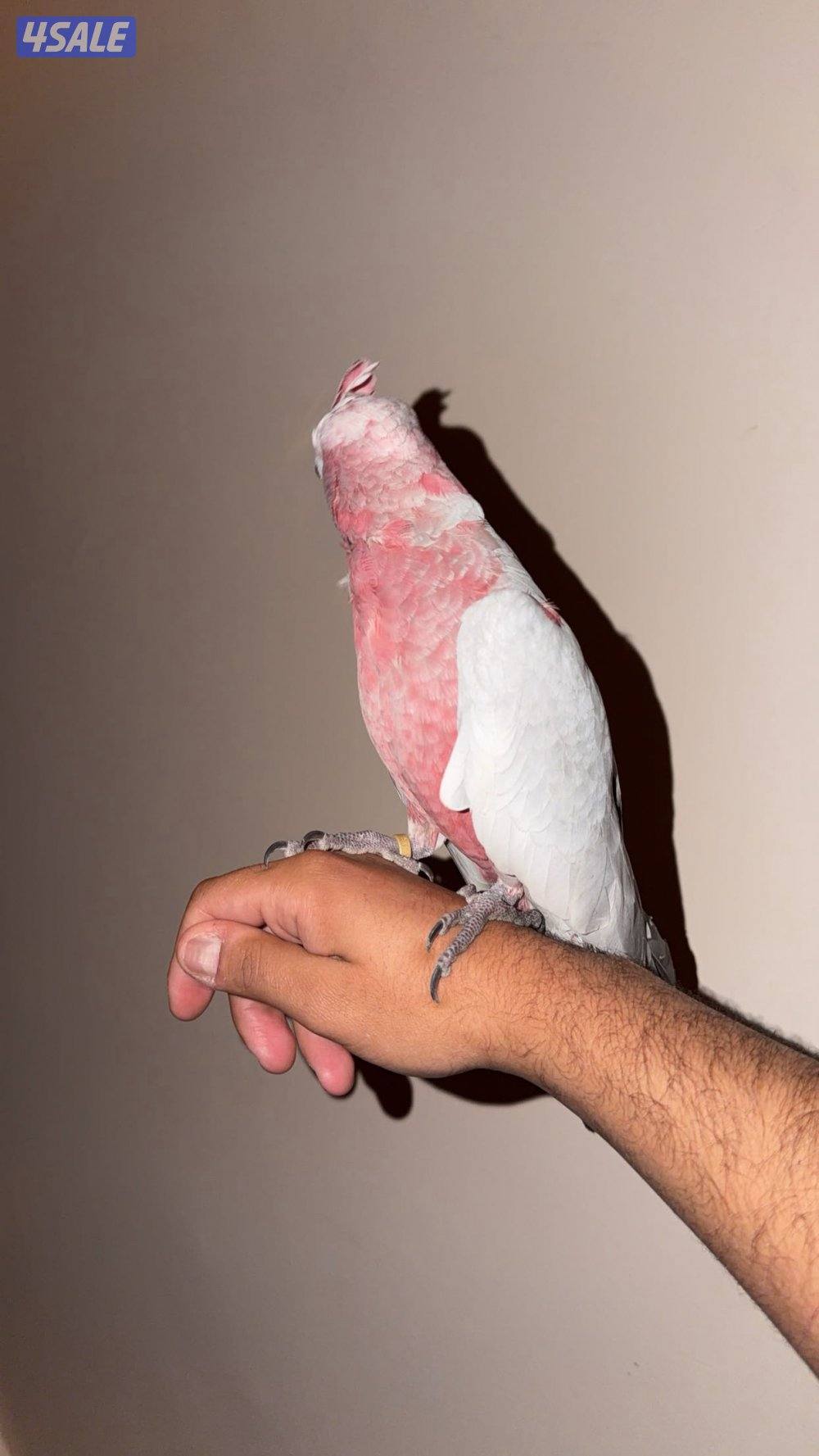 للبيع كوكاتو قالا نثيه عمرها٦ شهور تقريبا ربوه1