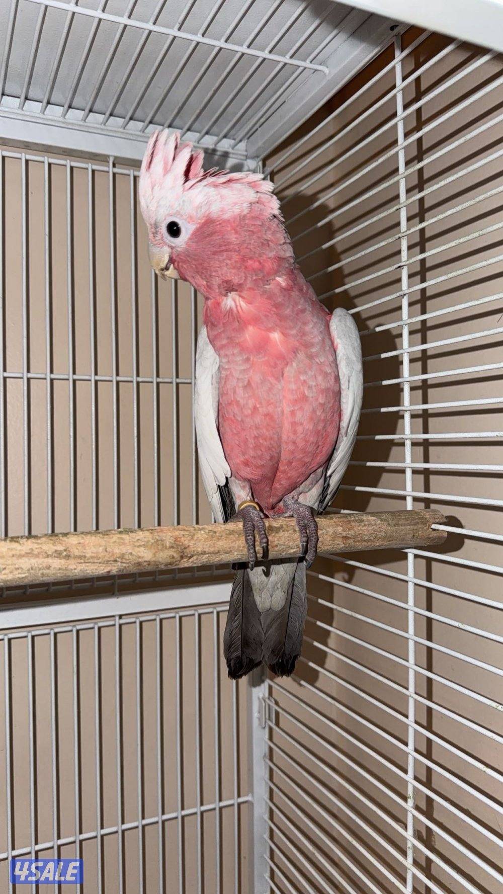 للبيع كوكاتو قالا نثيه عمرها٦ شهور تقريبا ربوه2