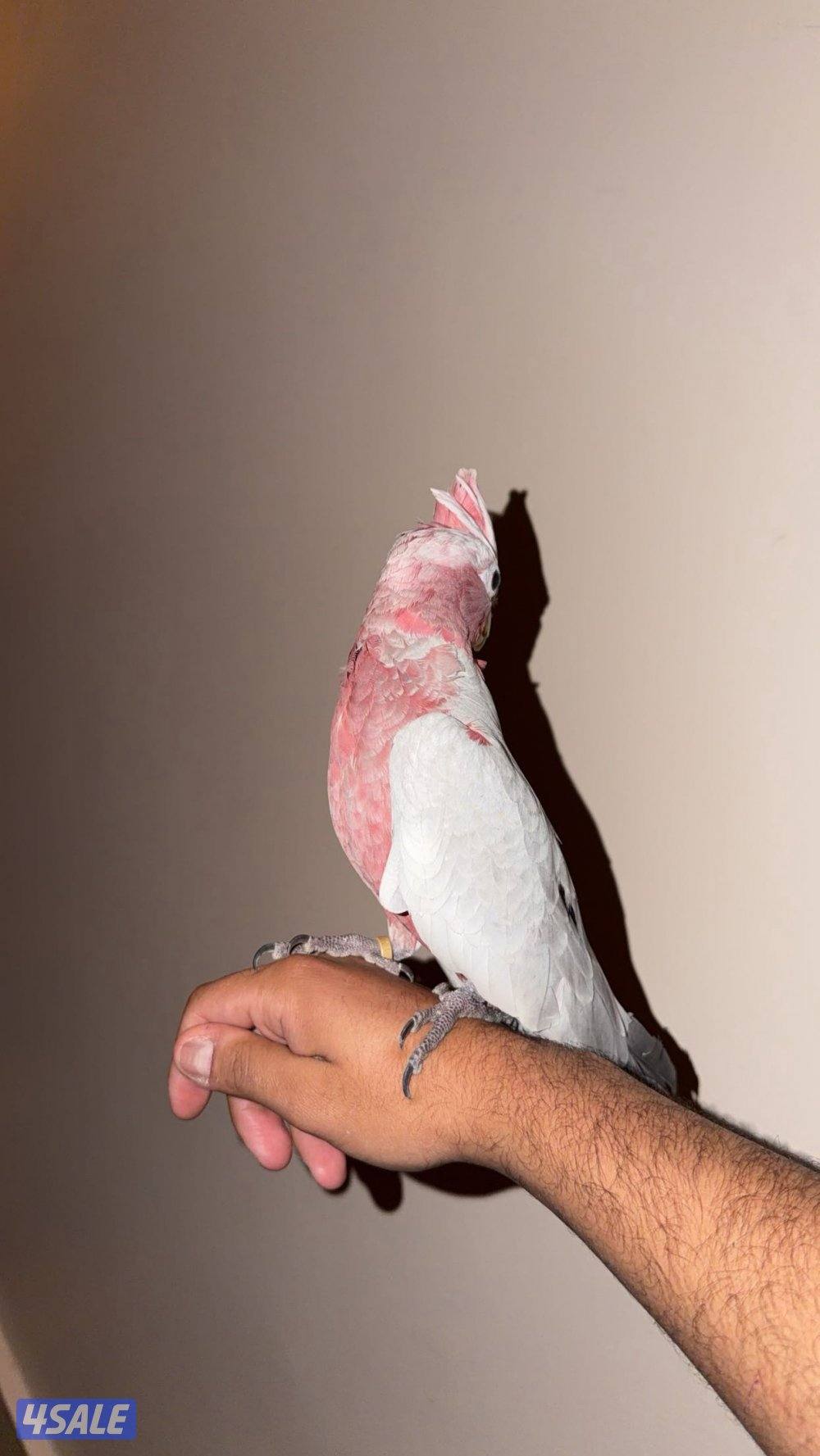 للبيع كوكاتو قالا نثيه عمرها٦ شهور تقريبا ربوه3