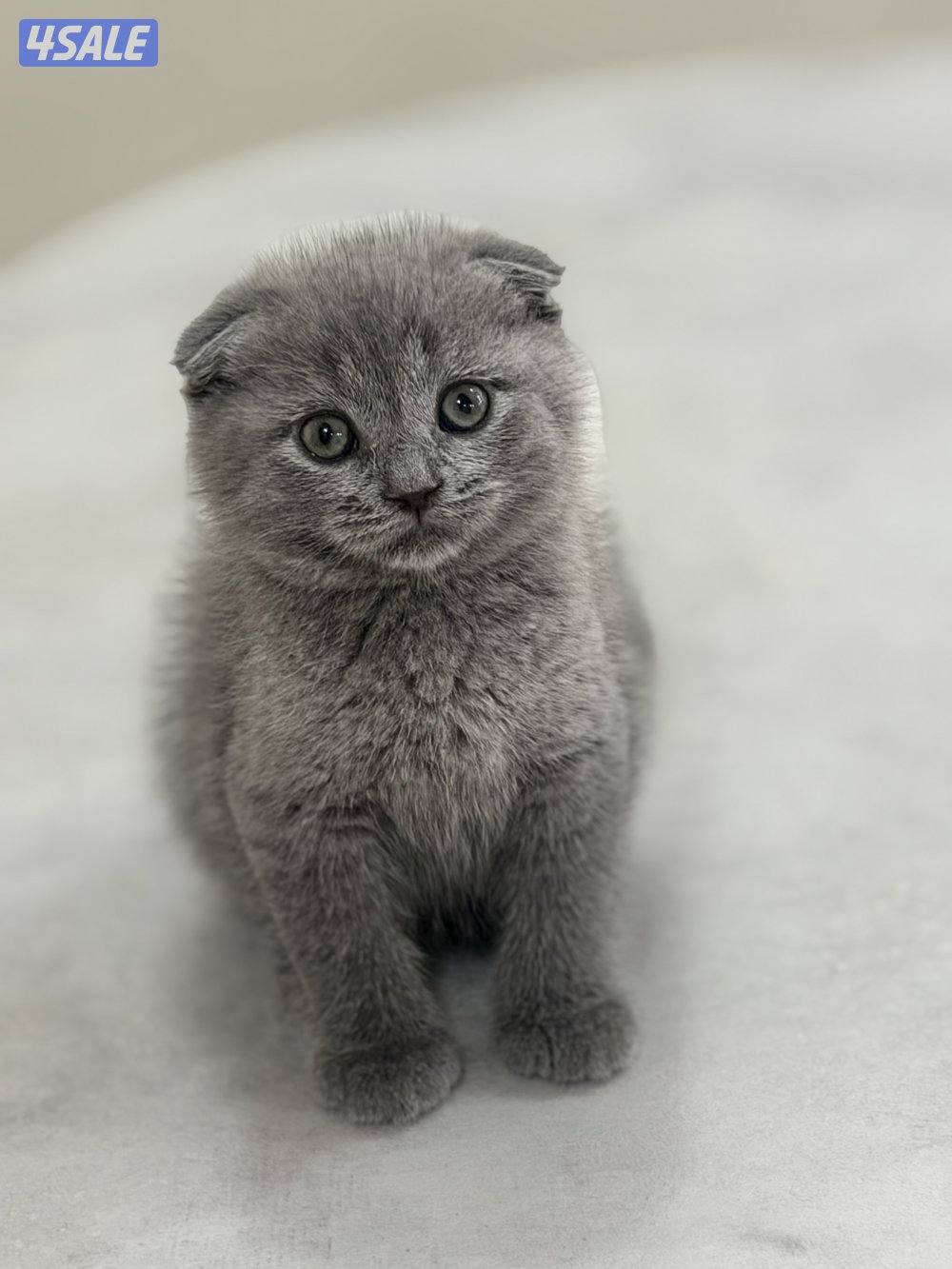 سكوتش فولد0