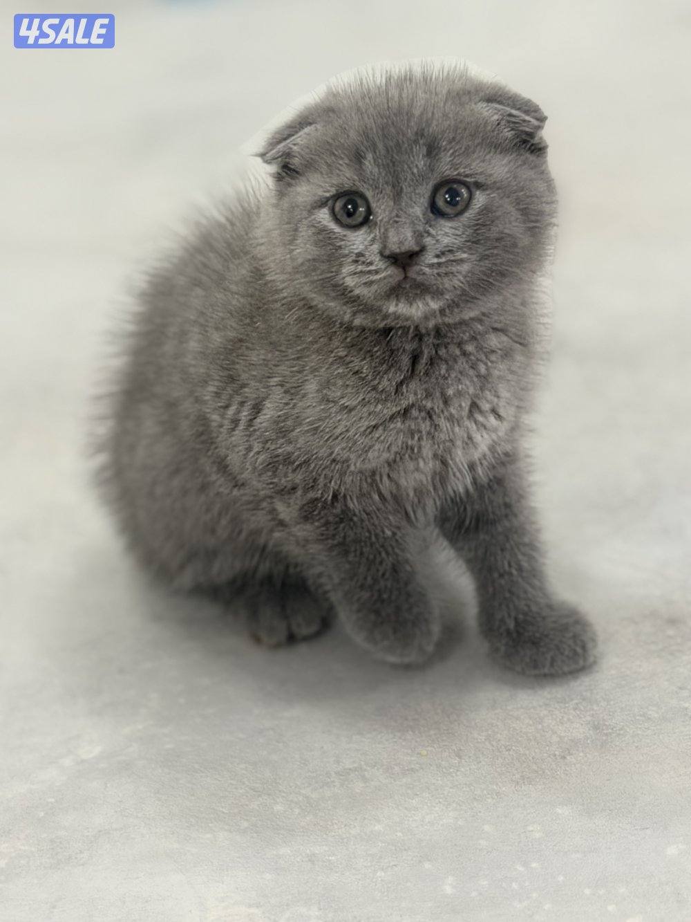 سكوتش فولد1