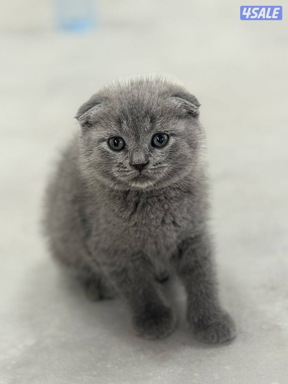 سكوتش فولد2