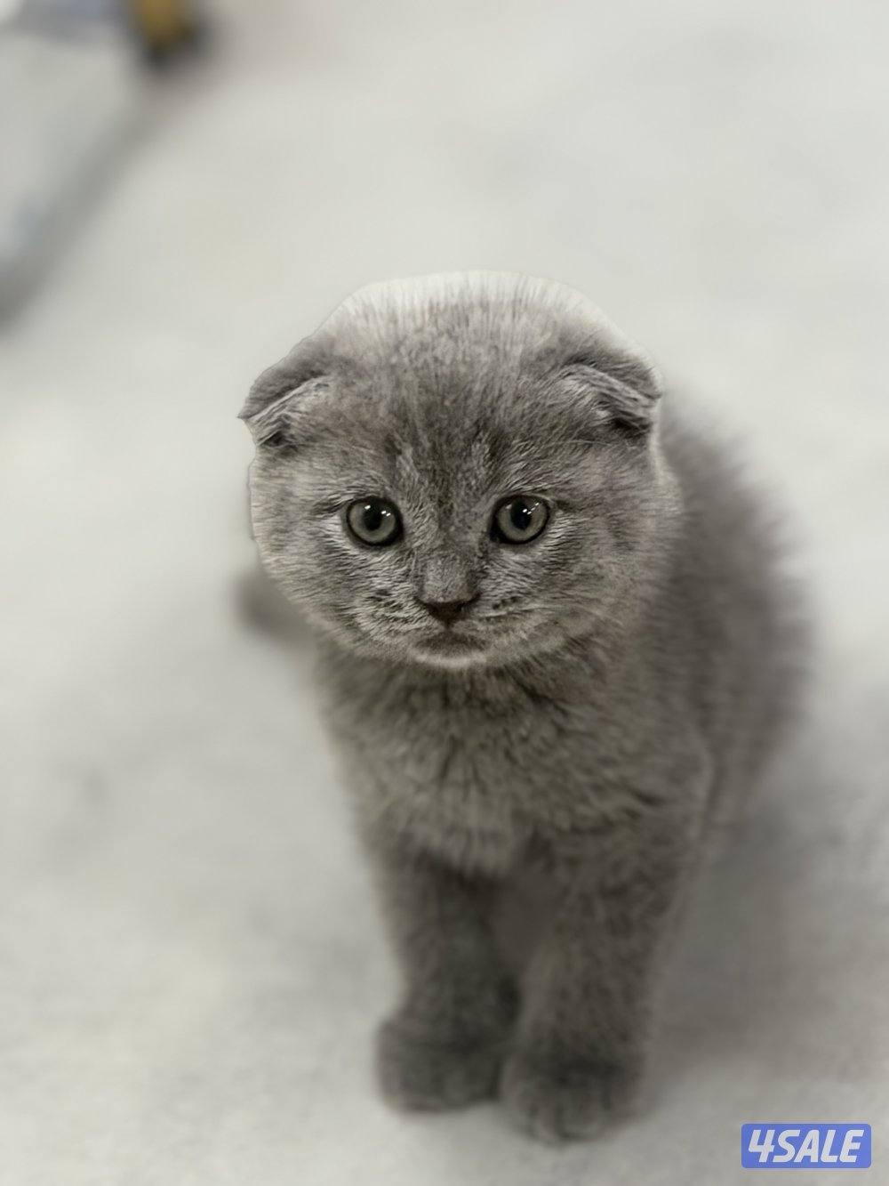 سكوتش فولد3