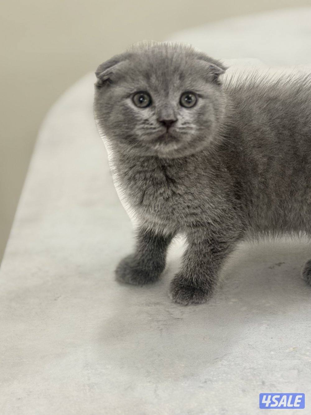 سكوتش فولد4